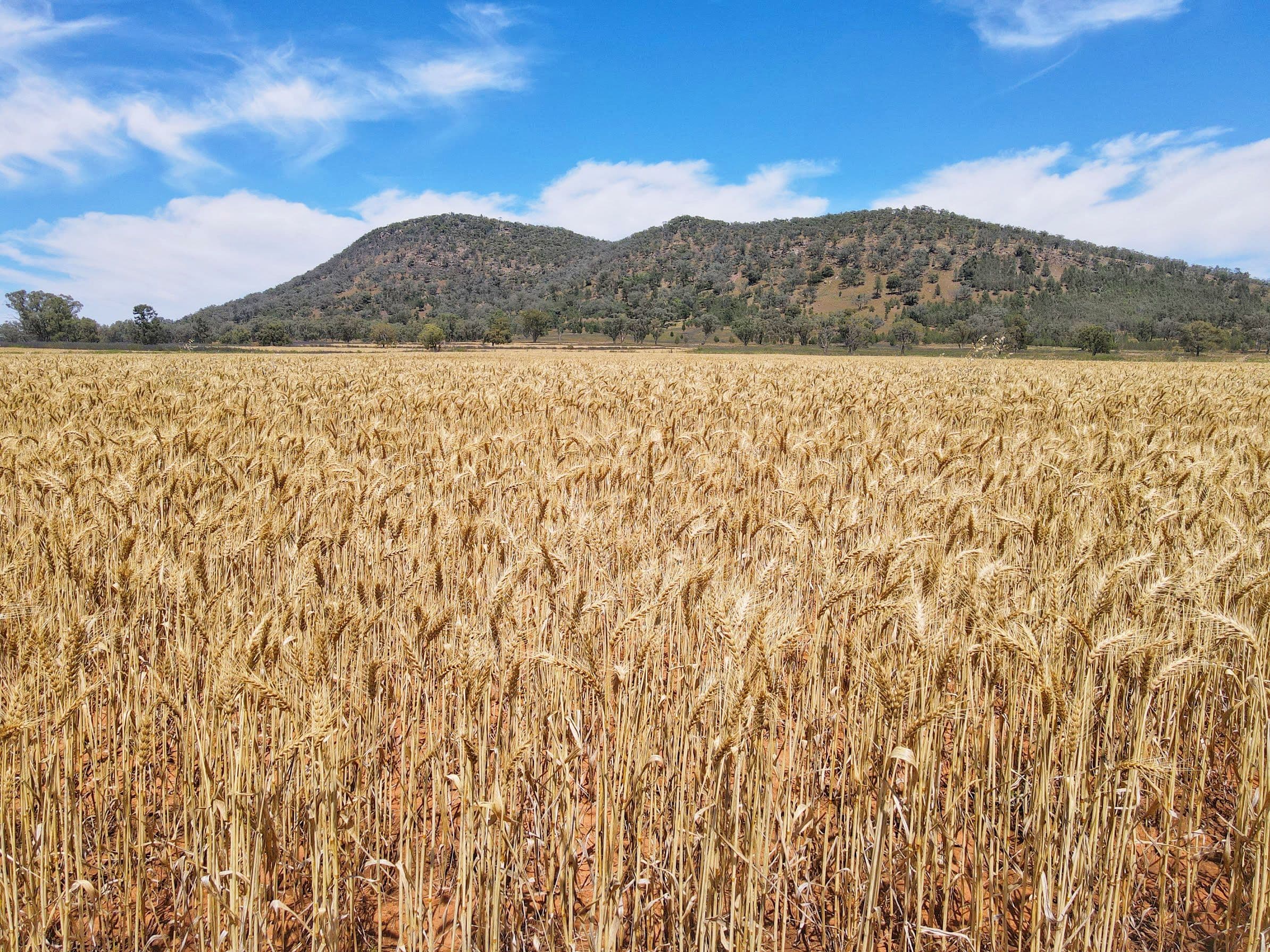 179 Mittons Lane 'Lorna Doone', Pinnacle NSW 2810, Pinnacle - Thumbnail 8