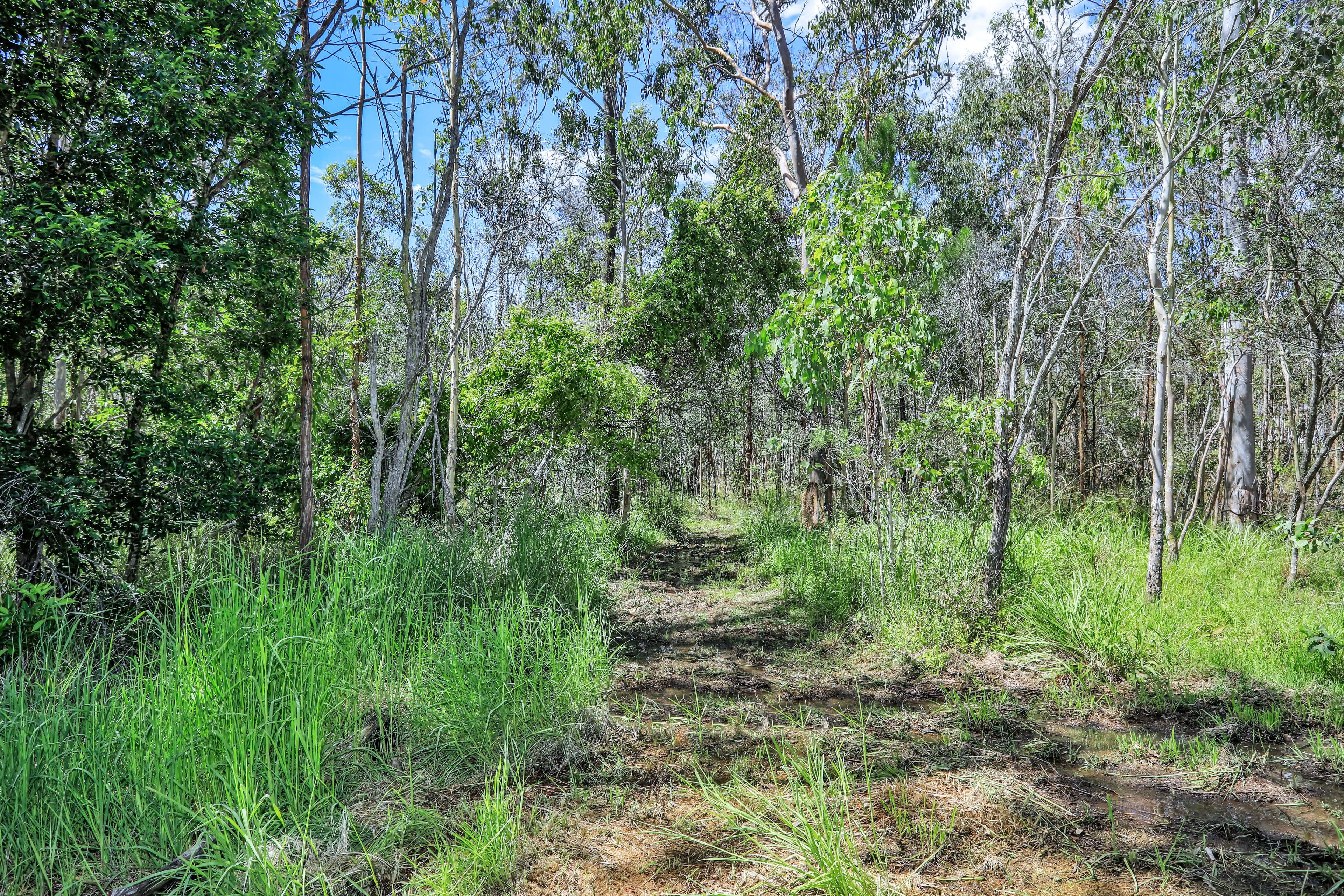 Corymbia Court, Dunmora QLD 4650, Dunmora - Thumbnail 6