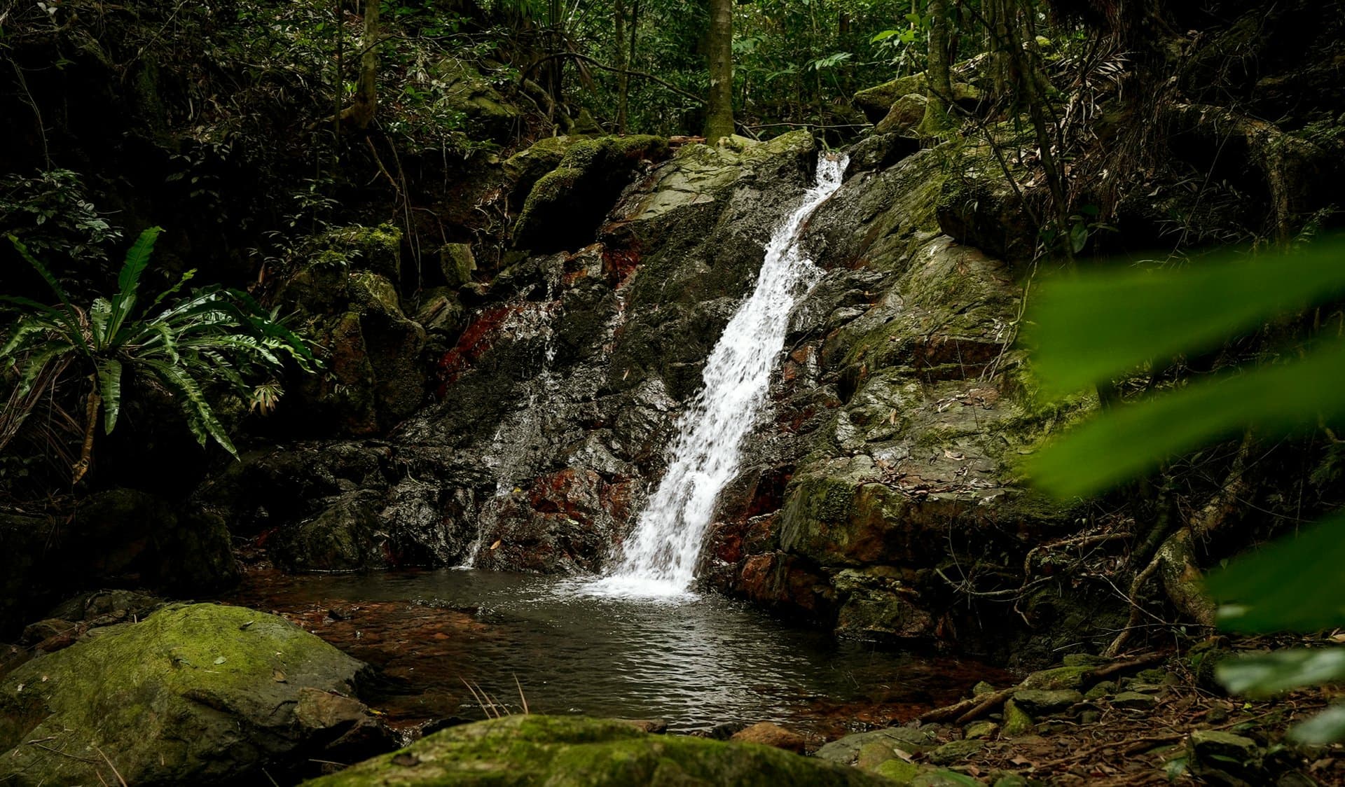 257 Cape Kimberley Road, Daintree, Daintree - Thumbnail 8