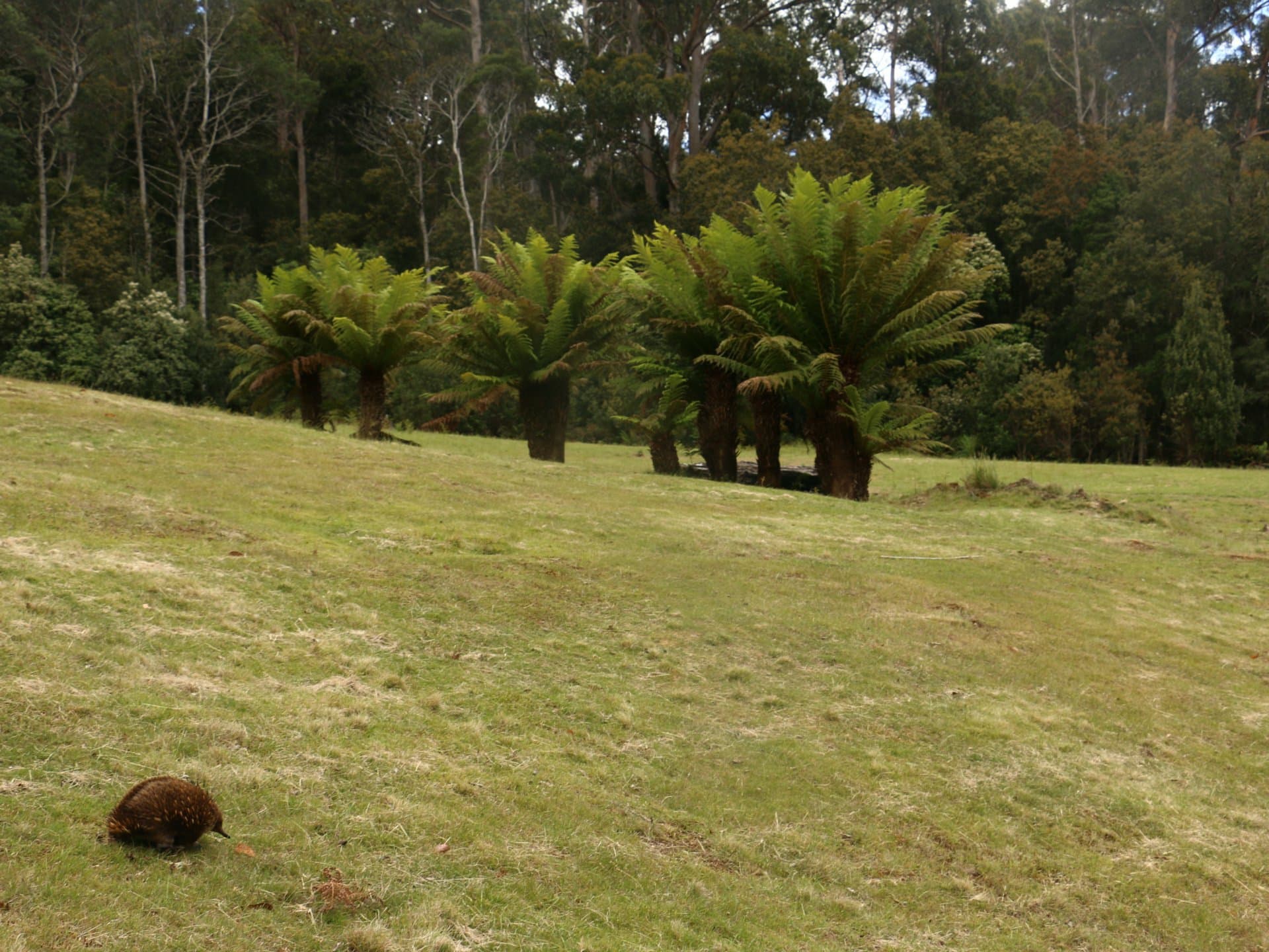 78 Cethana Road, Cethana, Staverton - Thumbnail 6