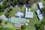 94 Maranoa Drive, LOGAN VILLAGE, QLD 4207, Logan Village - Image 1