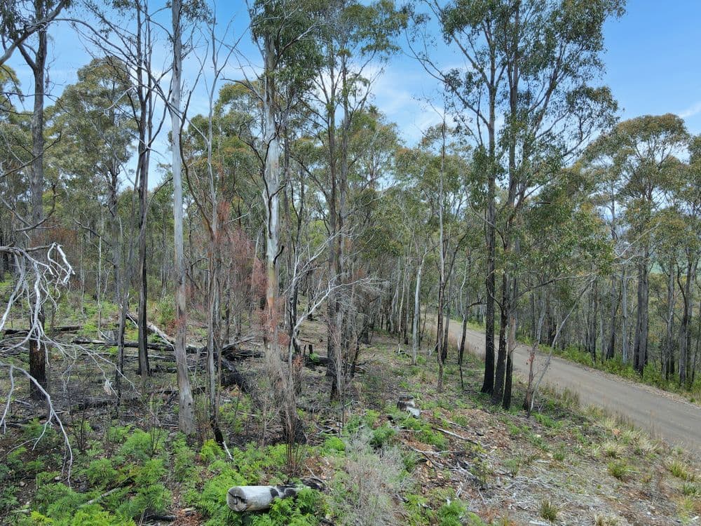 123 German Town, ST MARYS, TAS 7215, St Marys - Thumbnail 4