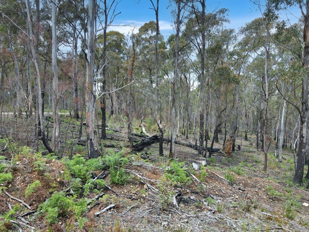 123 German Town, ST MARYS, TAS 7215, St Marys - Thumbnail 8