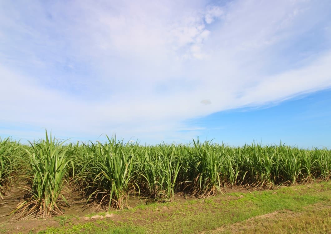 Lot 2 Barazzas Road, ALLOWAY, QLD 4670, Alloway - Thumbnail 7