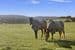 106/Stage 4 Cedar Grove Estate, ST LEONARDS, TAS 7250, St Leonards - Thumbnail 6