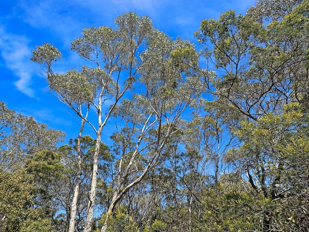2 Barnard Drive, BICHENO, TAS 7215, Bicheno - Thumbnail 6