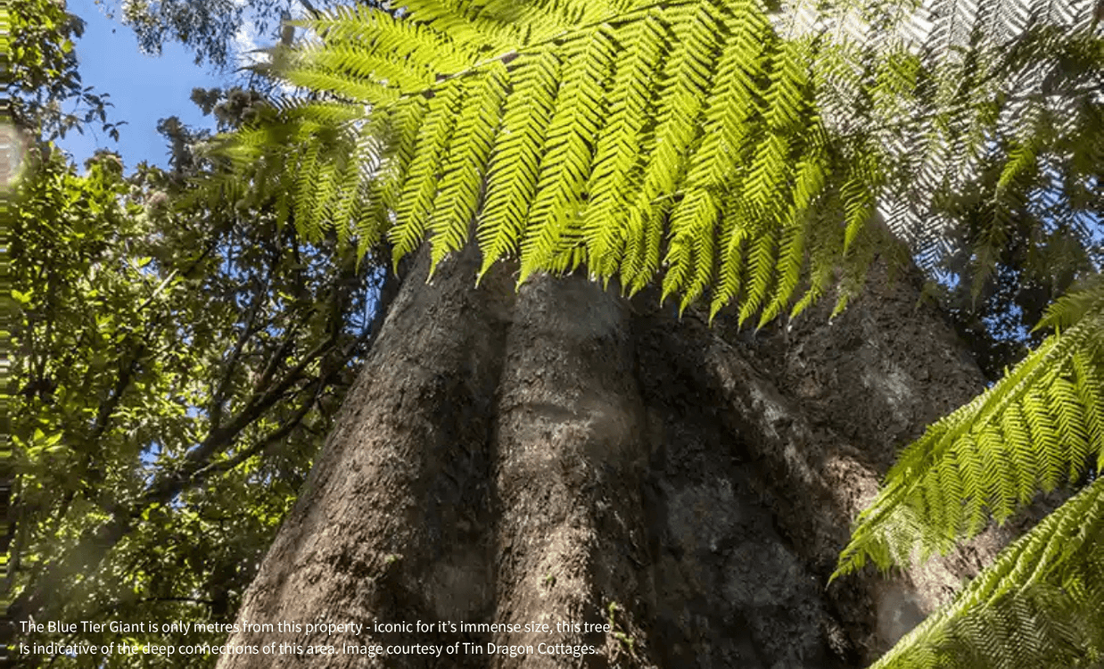PID 6805846 Anchor Road, LOTTAH, TAS 7216, Lottah - Thumbnail 3