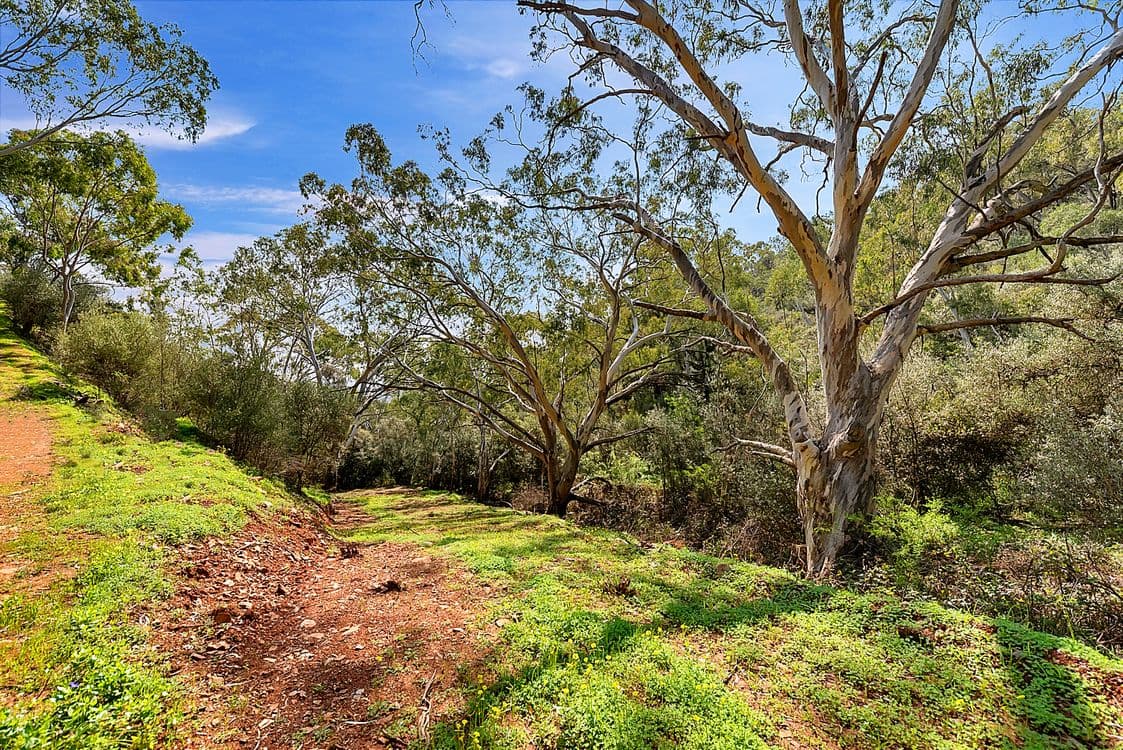 Lot 96 Norton Summit Road, TERINGIE, SA 5072, Teringie - Thumbnail 4