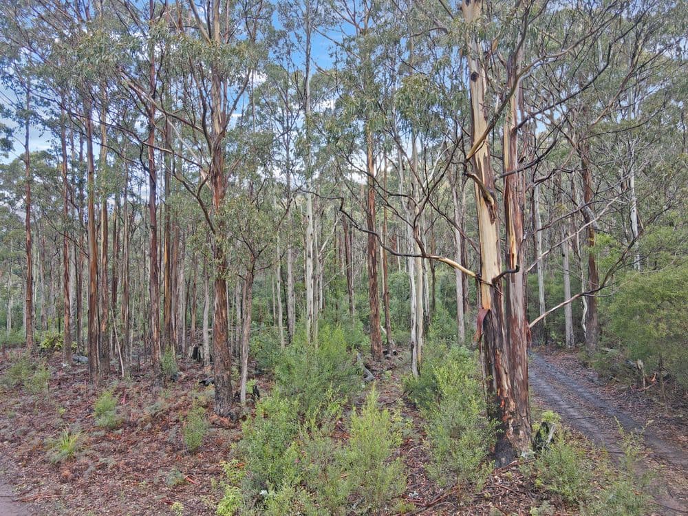 PID 7229246 Irish Town Road, ST MARYS, TAS 7215, St Marys - Thumbnail 6