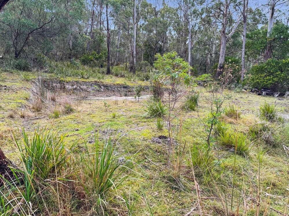 62 Acacia Drive, ANSONS BAY, TAS 7264, Ansons Bay - Thumbnail 4