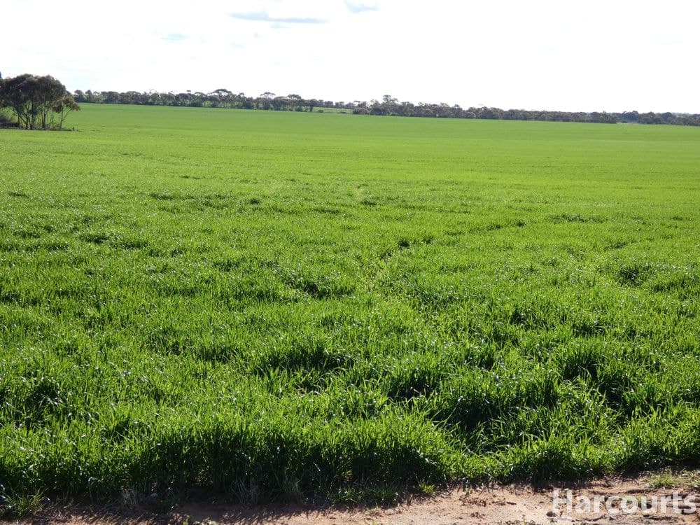 4429 Hopetoun-Rainbow Road, RAINBOW, VIC 3424, Rainbow - Thumbnail 5