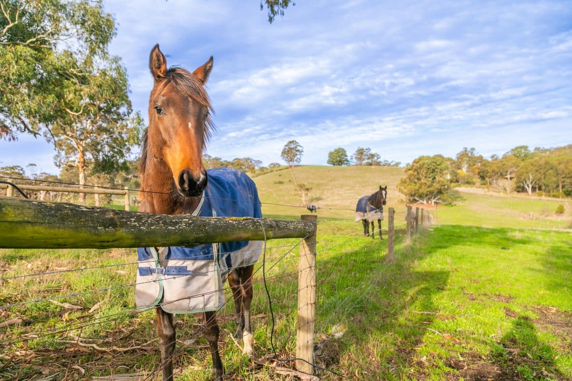 71 English Street, HAHNDORF, SA 5245, Hahndorf - Thumbnail 2