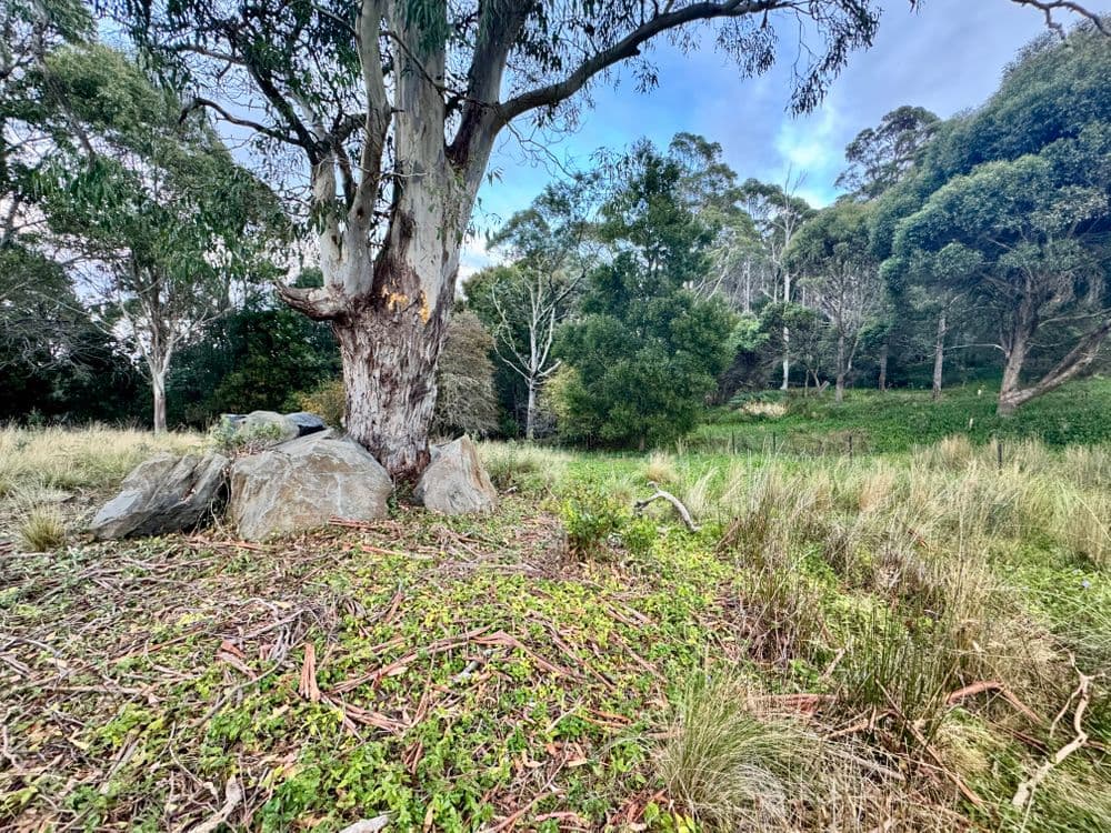 14 Crosby Street, CORNWALL, TAS 7215, Cornwall - Thumbnail 4