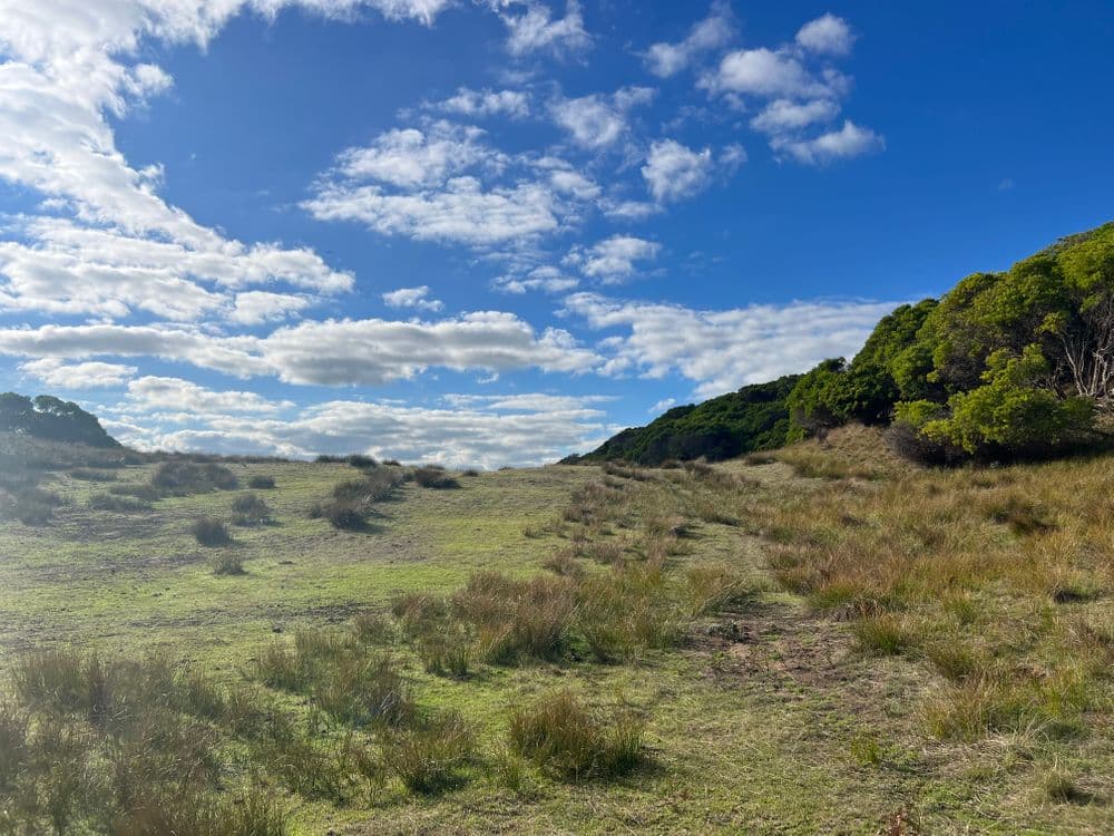 274 South Road, NUGARA, TAS 7256, Nugara - Thumbnail 4