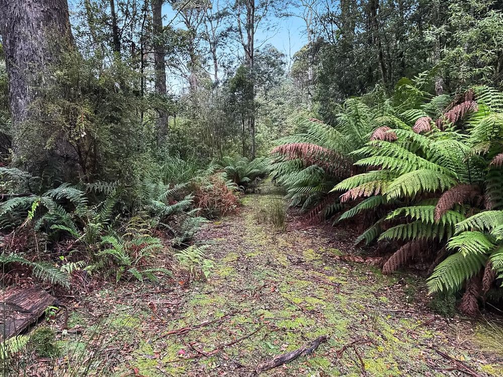 PID 7682518 Mount Elephant Road, GRAY, TAS 7215, Gray - Thumbnail 6