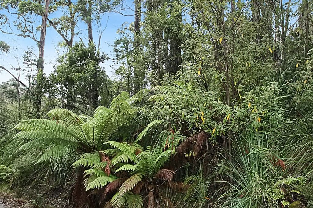 Part of PID 7682518 Mount Elephant Road, GRAY, TAS 7215, Gray - Thumbnail 6