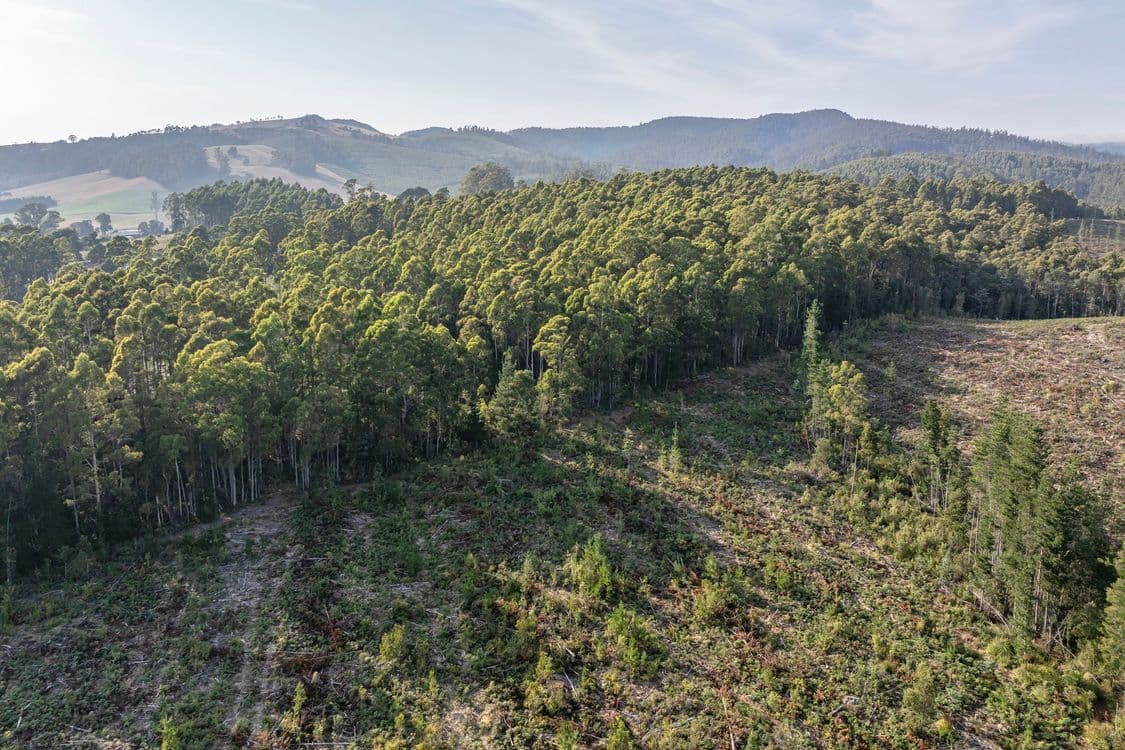 Lot 1 East Maurice Road, TALAWA, TAS 7263, Ringarooma - Thumbnail 3