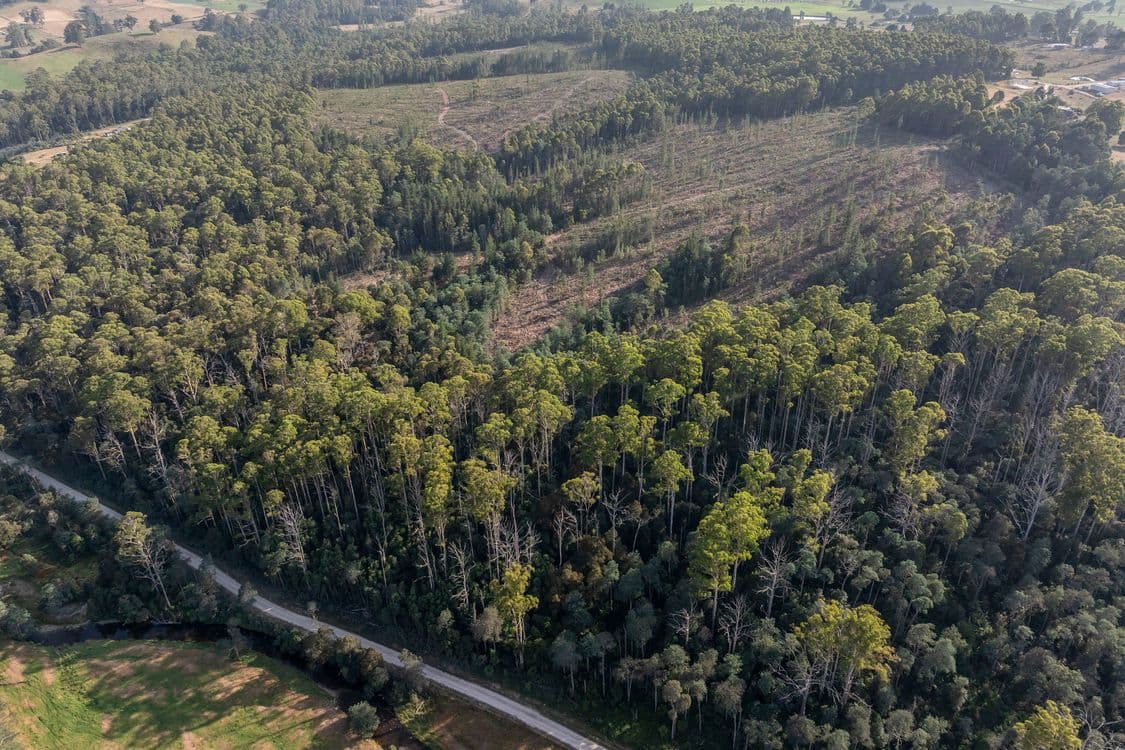 Lot 1 East Maurice Road, TALAWA, TAS 7263, Ringarooma - Thumbnail 6