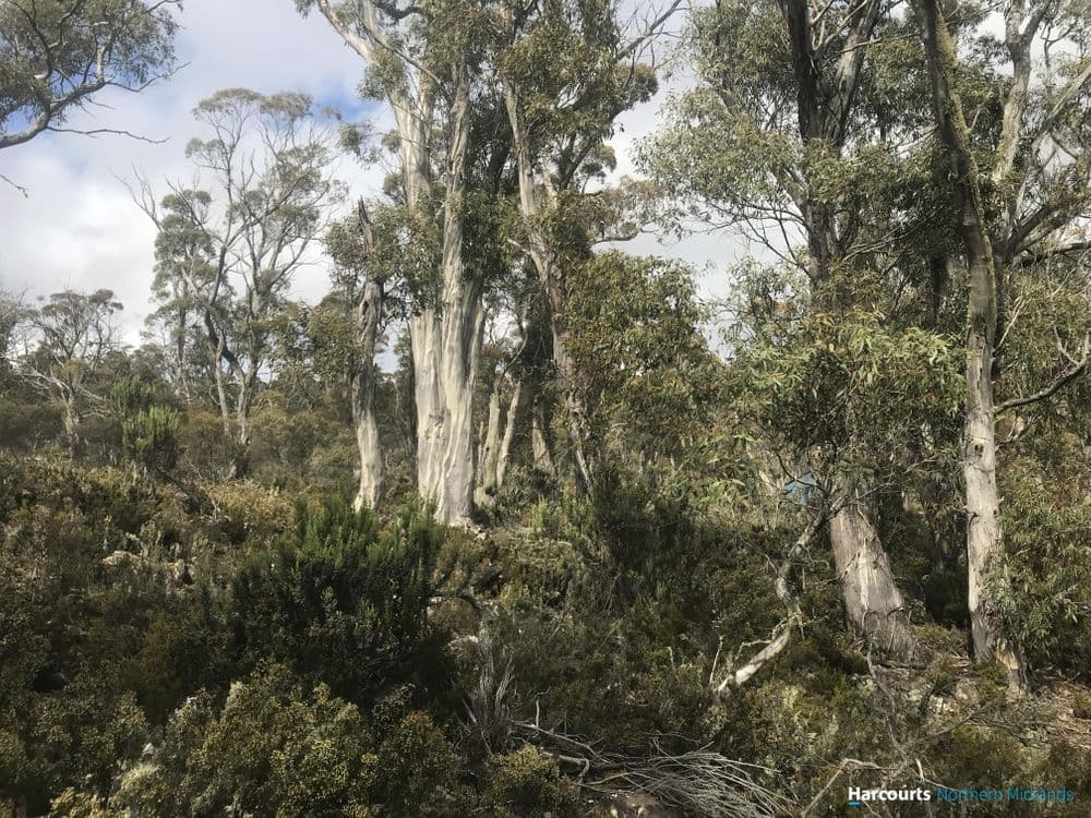 384 Tods Corner Road, TODS CORNER, TAS 7030, Tods Corner - Thumbnail 6