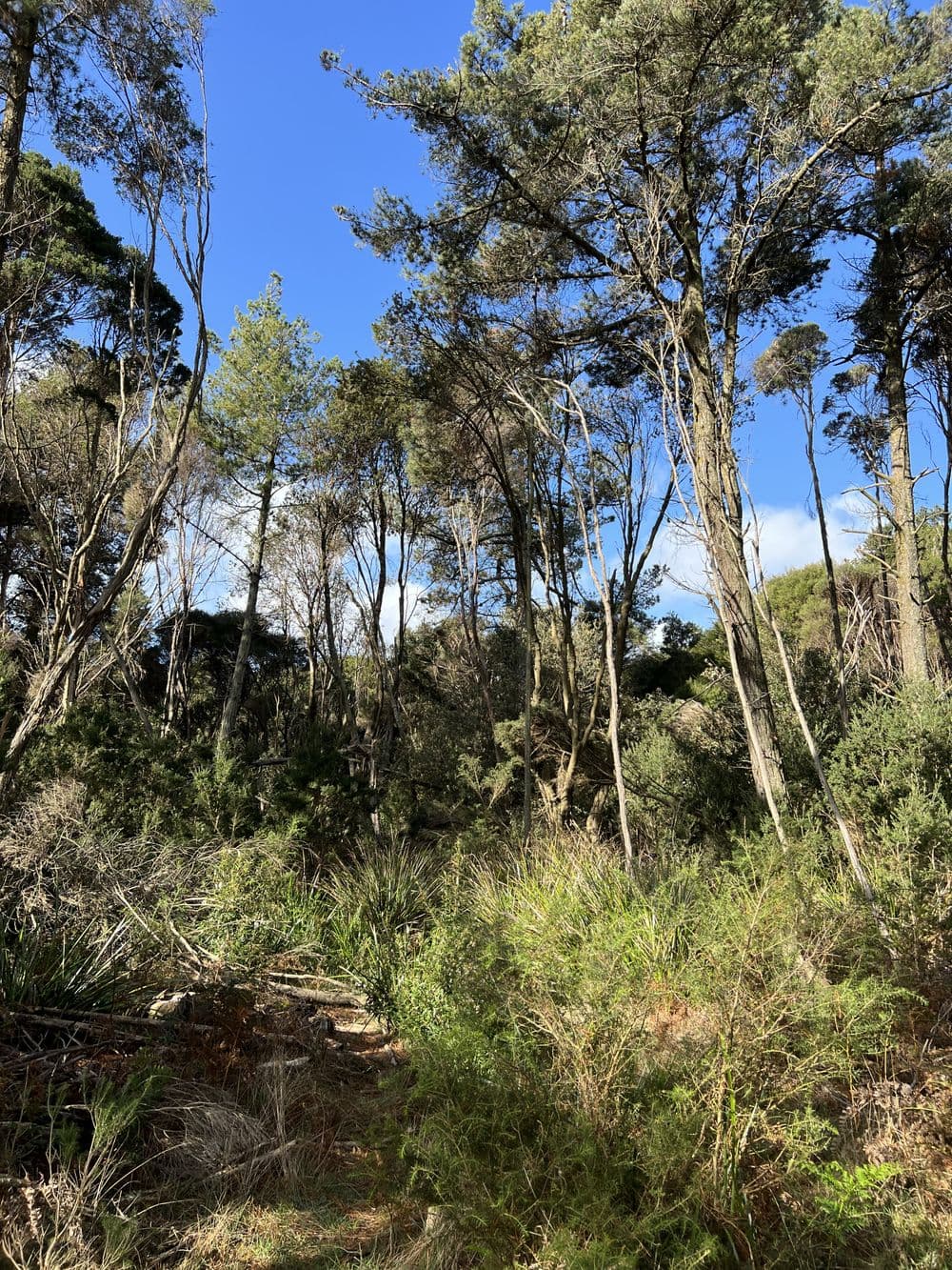 1038 Pegarah Road, NARACOOPA, TAS 7256, Naracoopa - Thumbnail 3