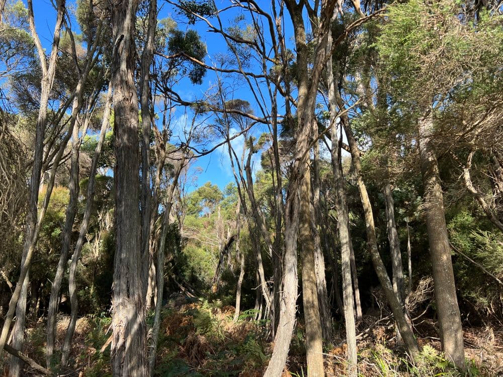 1038 Pegarah Road, NARACOOPA, TAS 7256, Naracoopa - Thumbnail 4