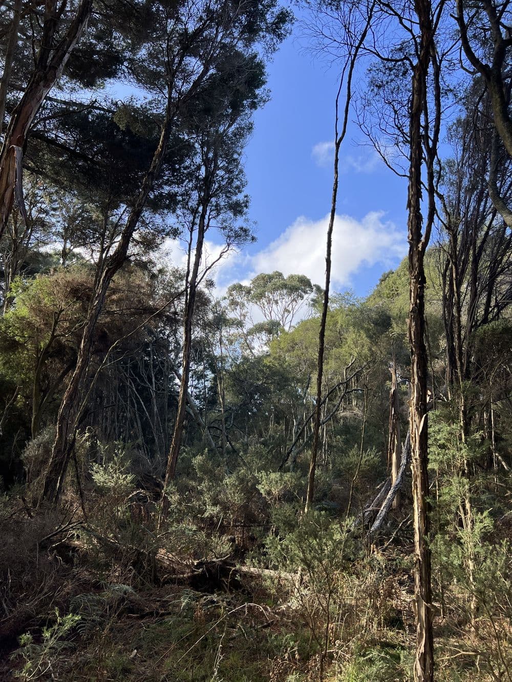 1038 Pegarah Road, NARACOOPA, TAS 7256, Naracoopa - Thumbnail 6