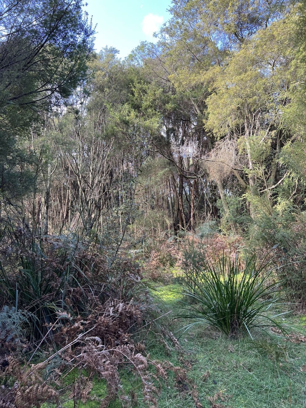 1038 Pegarah Road, NARACOOPA, TAS 7256, Naracoopa - Thumbnail 7