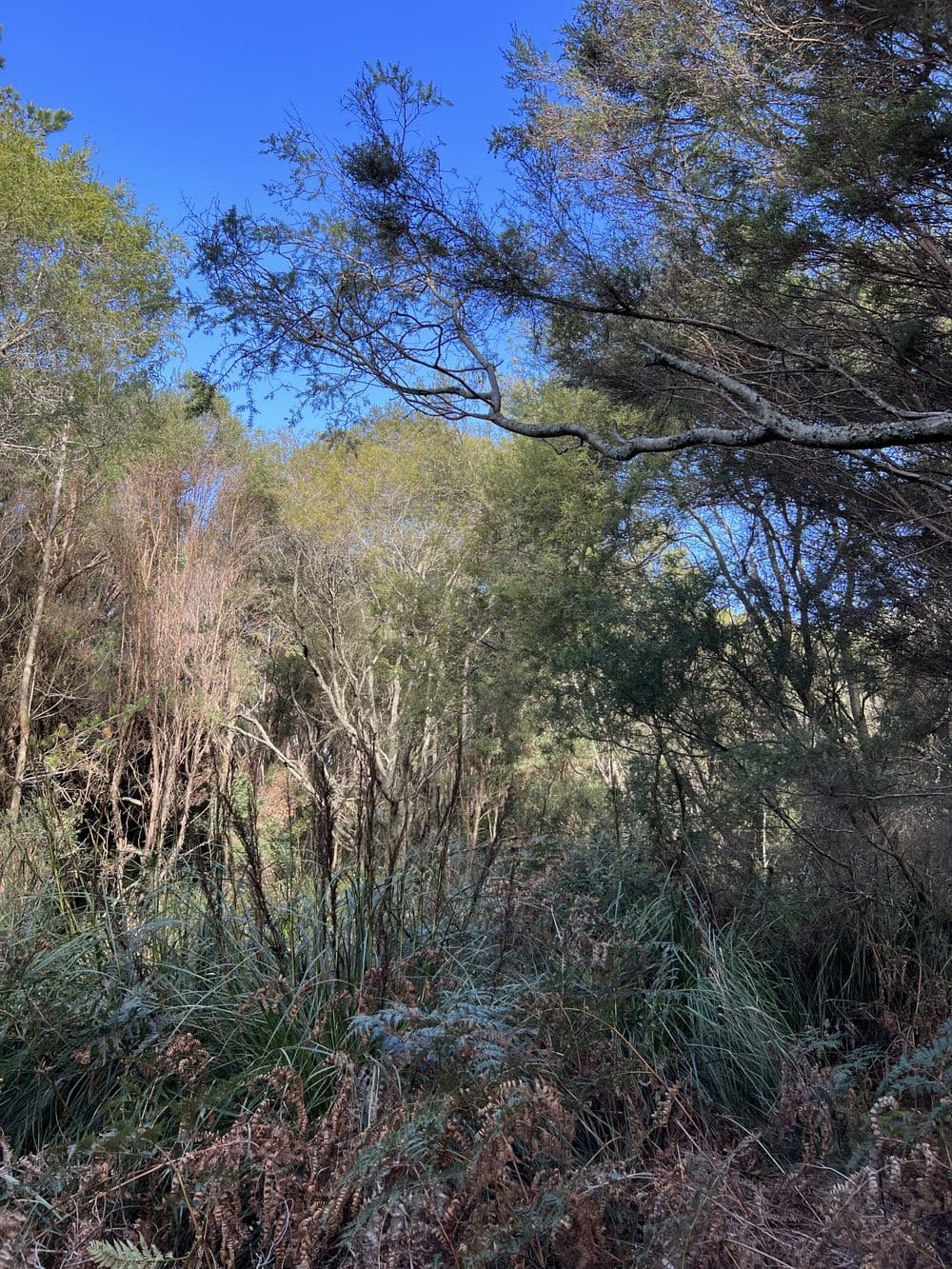1038 Pegarah Road, NARACOOPA, TAS 7256, Naracoopa - Thumbnail 8