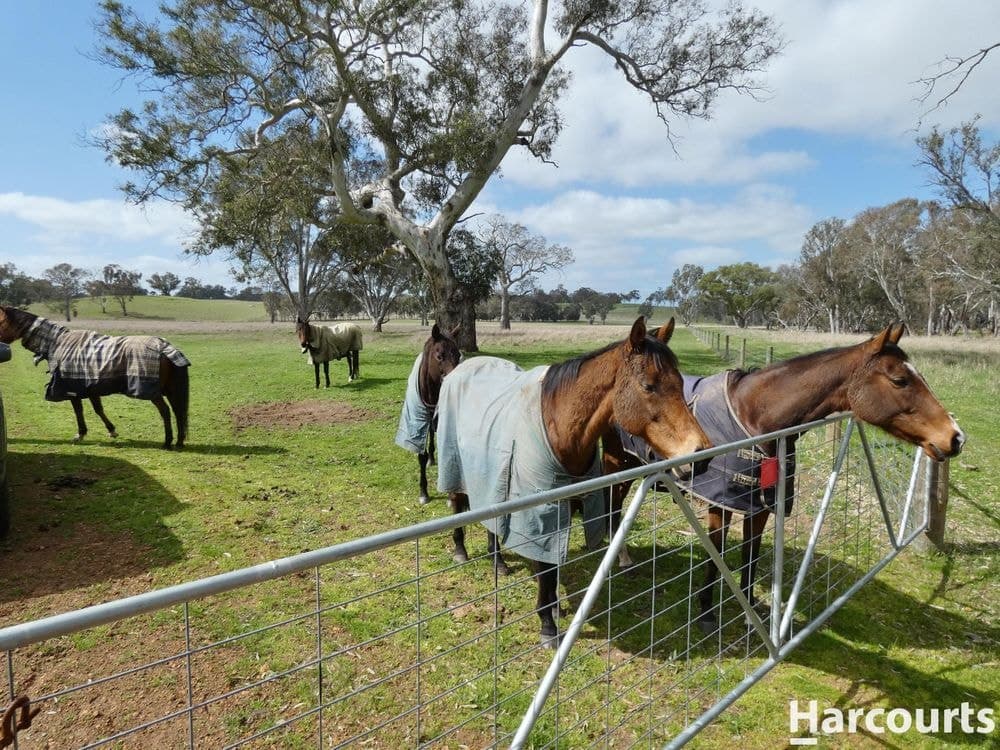1790 Harrow-Balmoral Road, BALMORAL, VIC 3407, Balmoral - Thumbnail 5