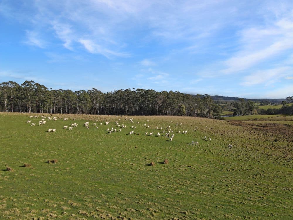 33 Reids Road, ST HELENS, TAS 7216, St Helens - Thumbnail 5