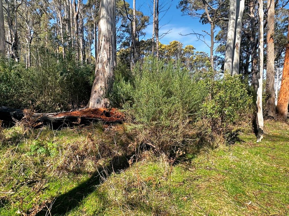Lot 5 Gardiners Creek Road, ST MARYS, TAS 7215, St Marys - Thumbnail 3