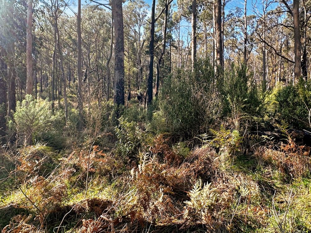 Lot 5 Gardiners Creek Road, ST MARYS, TAS 7215, St Marys - Thumbnail 4