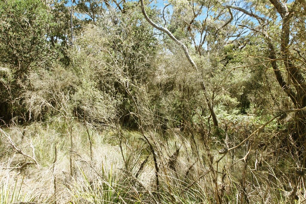 PID 7384430 North Ansons Road, GLADSTONE, TAS 7264, Gladstone - Thumbnail 2
