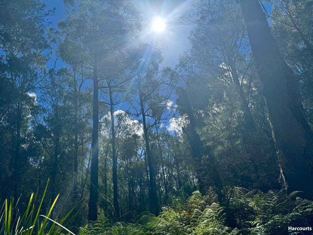 311 Medeas Cove Road, ST HELENS, TAS 7216, St Helens - Thumbnail 6