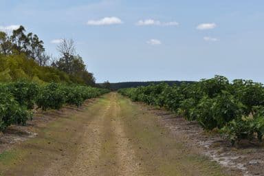 135 Newlands Road, NORTH GREGORY, QLD 4660, North Gregory - Image 1