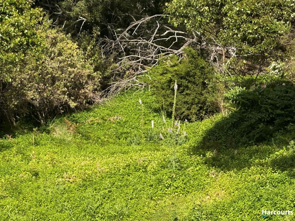 29 John Street, CORNWALL, TAS 7215, Cornwall - Thumbnail 4