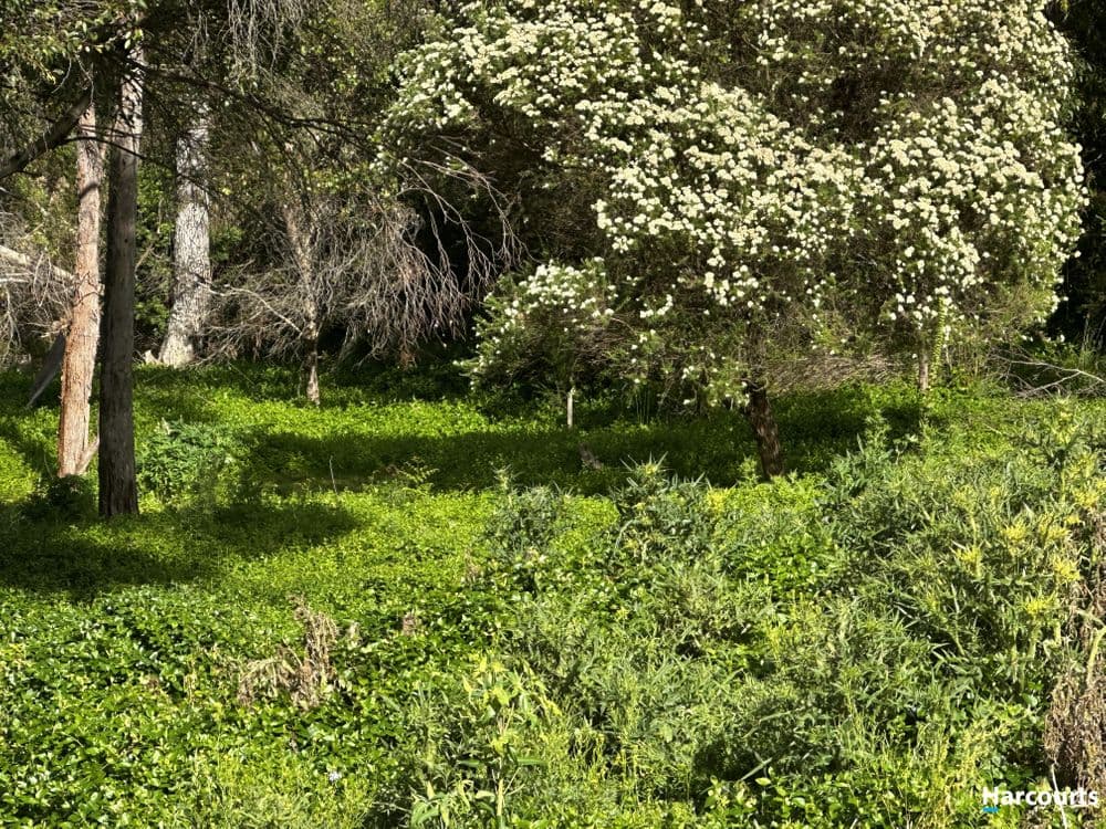 29 John Street, CORNWALL, TAS 7215, Cornwall - Thumbnail 6