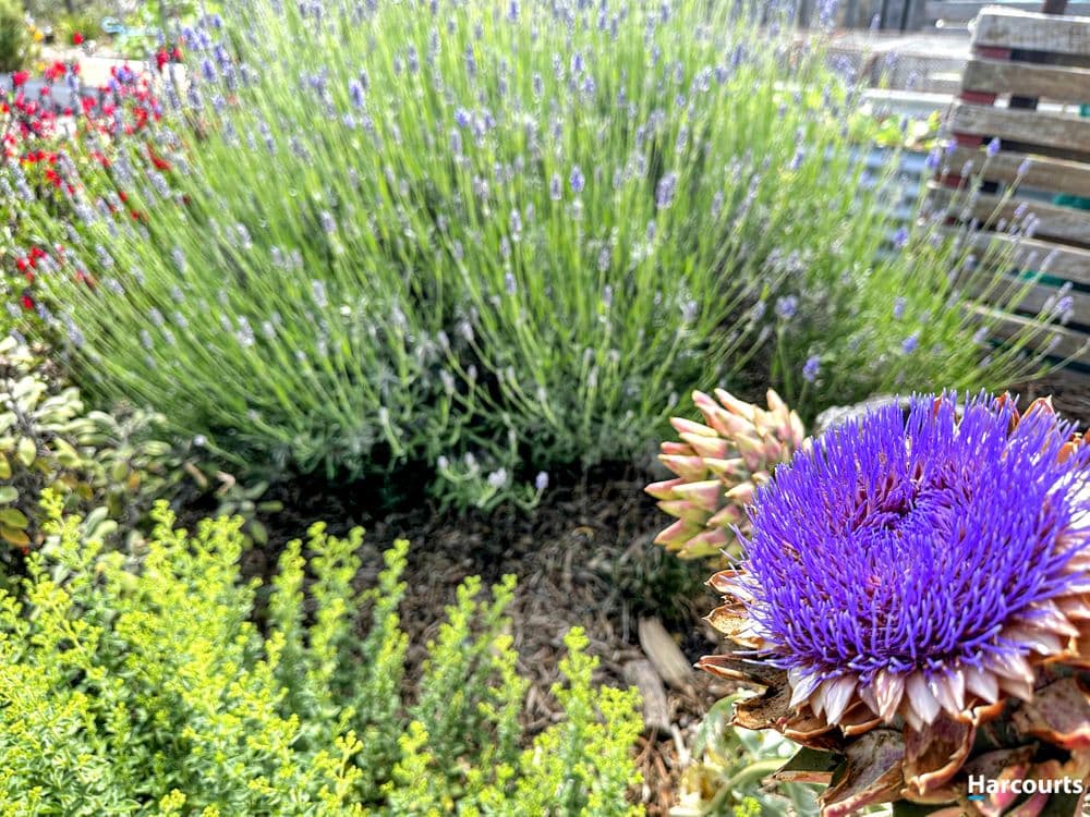 25 Reedy Road, BEAUMARIS, TAS 7215, Beaumaris - Thumbnail 6