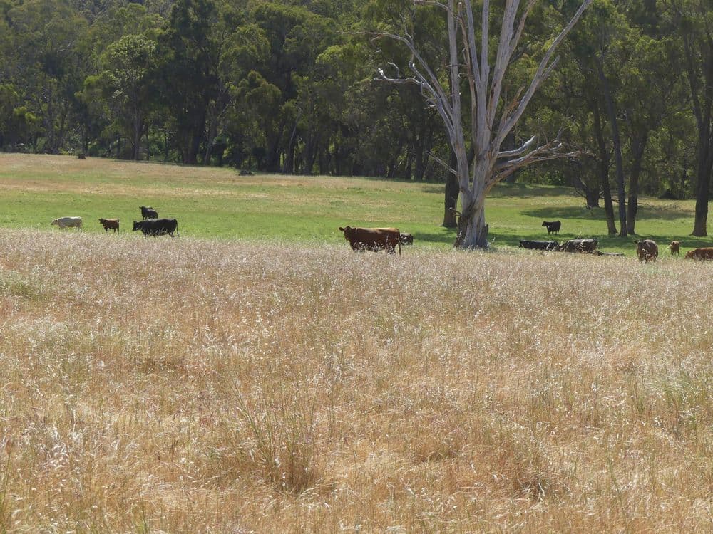 2441 Muir Highway (Perup), MANJIMUP, WA 6258, Manjimup - Thumbnail 7