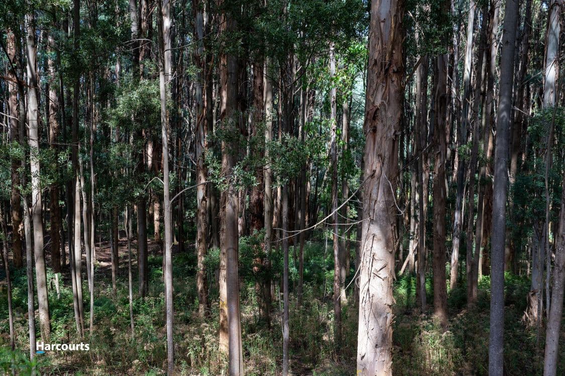 Lot 5 Rankins Road, FRANKLIN, TAS 7113, Franklin - Thumbnail 4