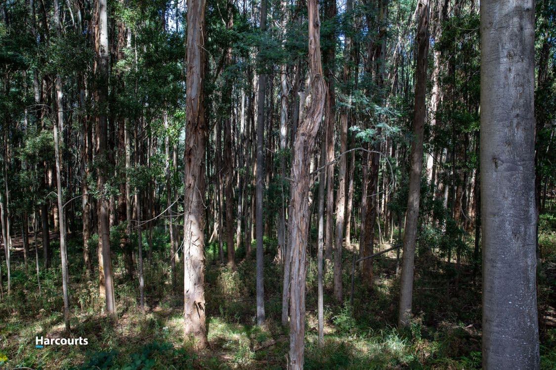 Lot 5 Rankins Road, FRANKLIN, TAS 7113, Franklin - Thumbnail 7