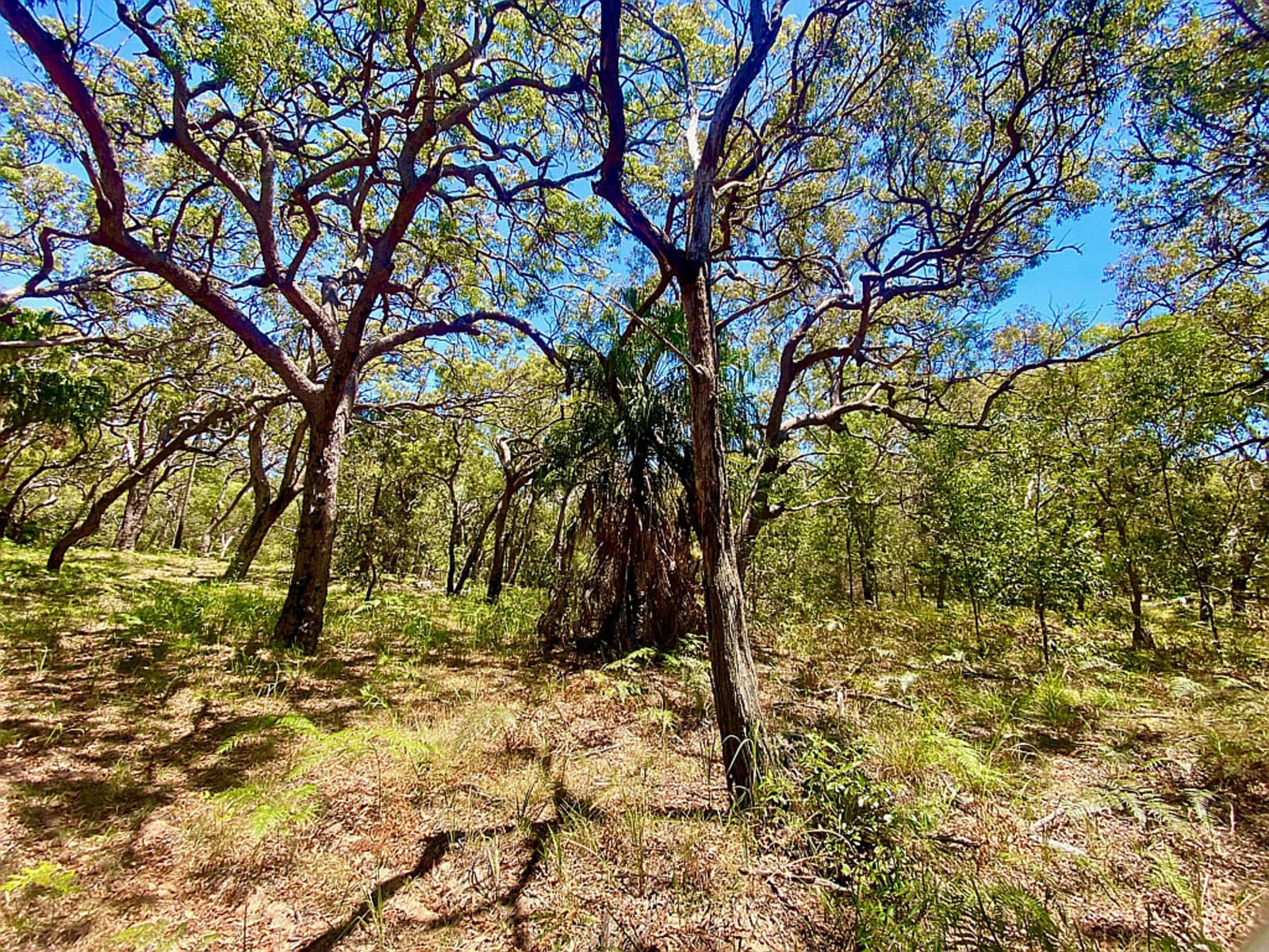78 Bloodwood Avenue,Agnes Water, Agnes Water - Thumbnail 2
