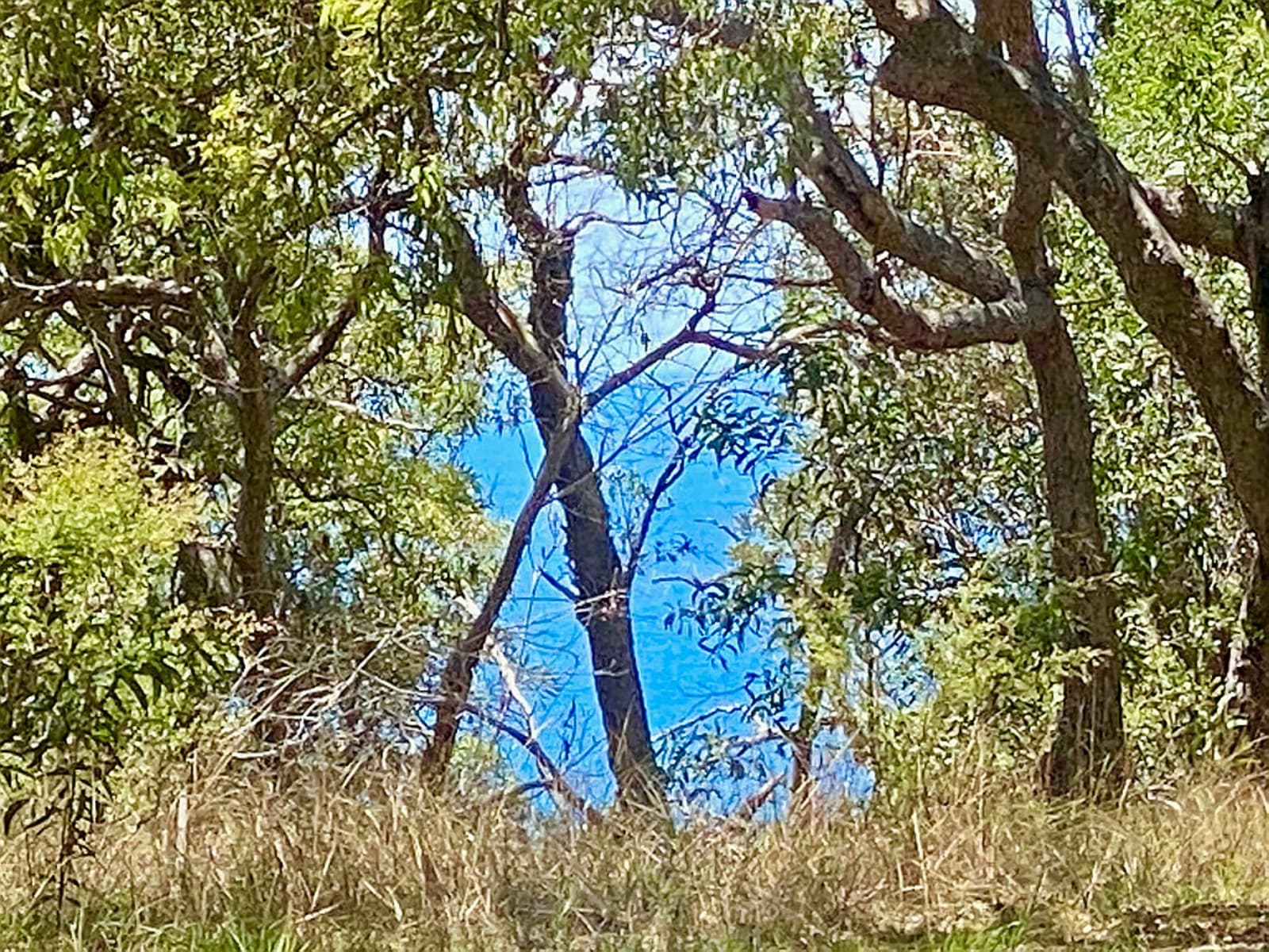 78 Bloodwood Avenue,Agnes Water, Agnes Water - Thumbnail 6