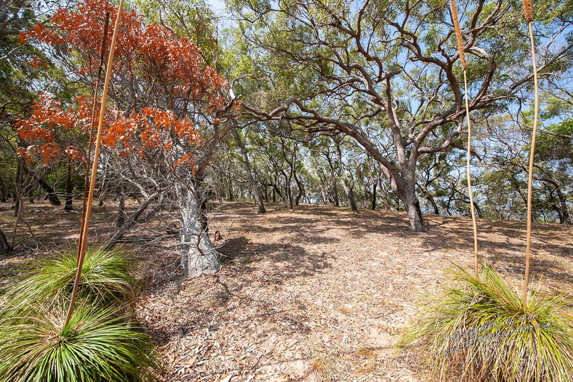 143 Bloodwood Ave South,Agnes Water, Agnes Water - Thumbnail 7