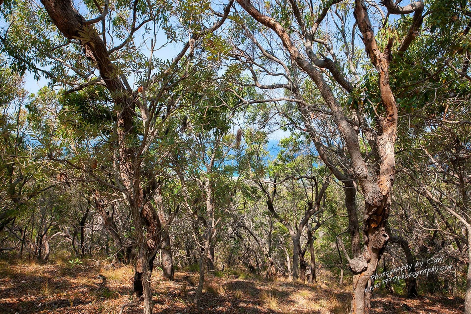 143 Bloodwood Ave South,Agnes Water, Agnes Water - Thumbnail 8