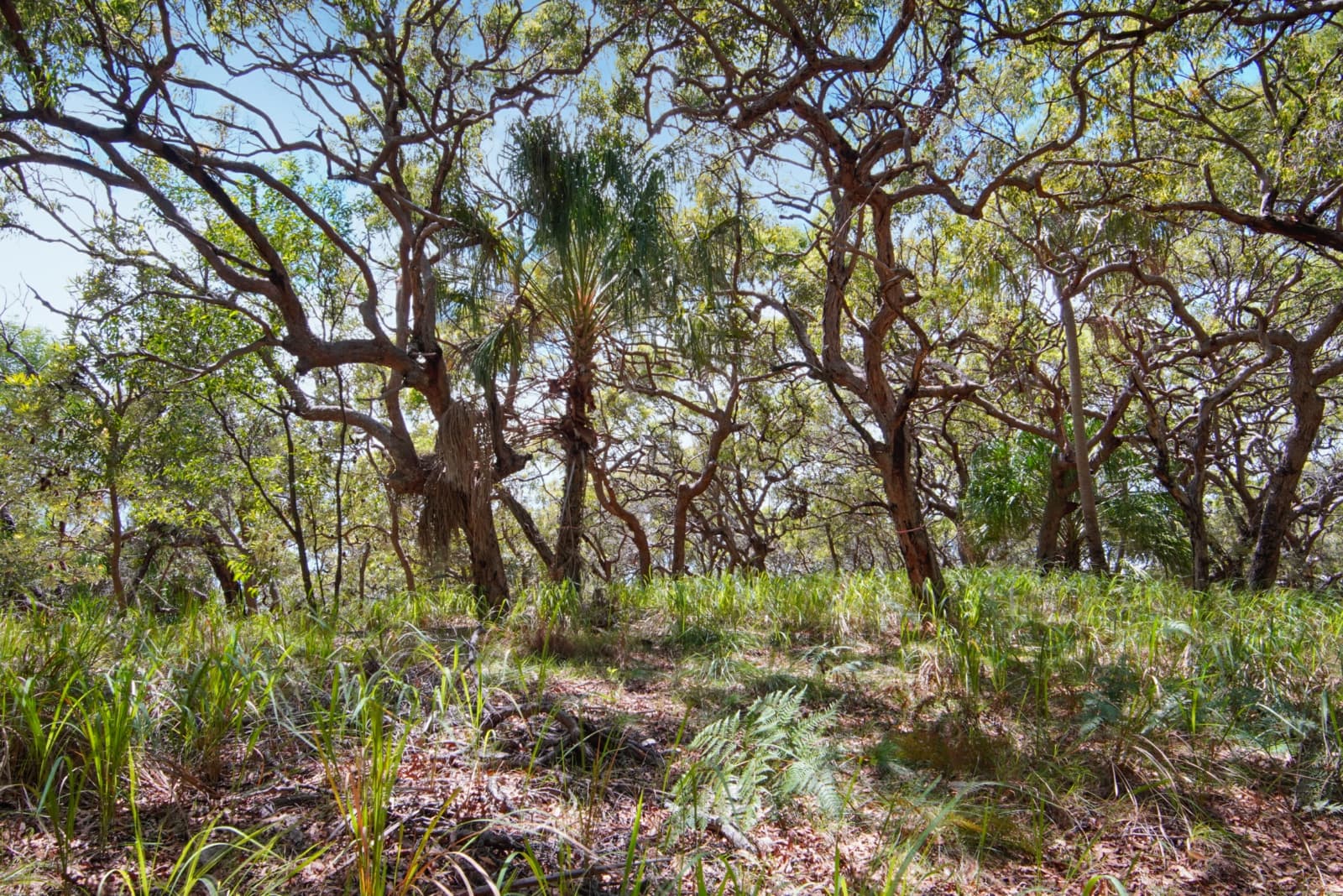 95 Bloodwood Avenue,Agnes Water, Agnes Water - Thumbnail 6