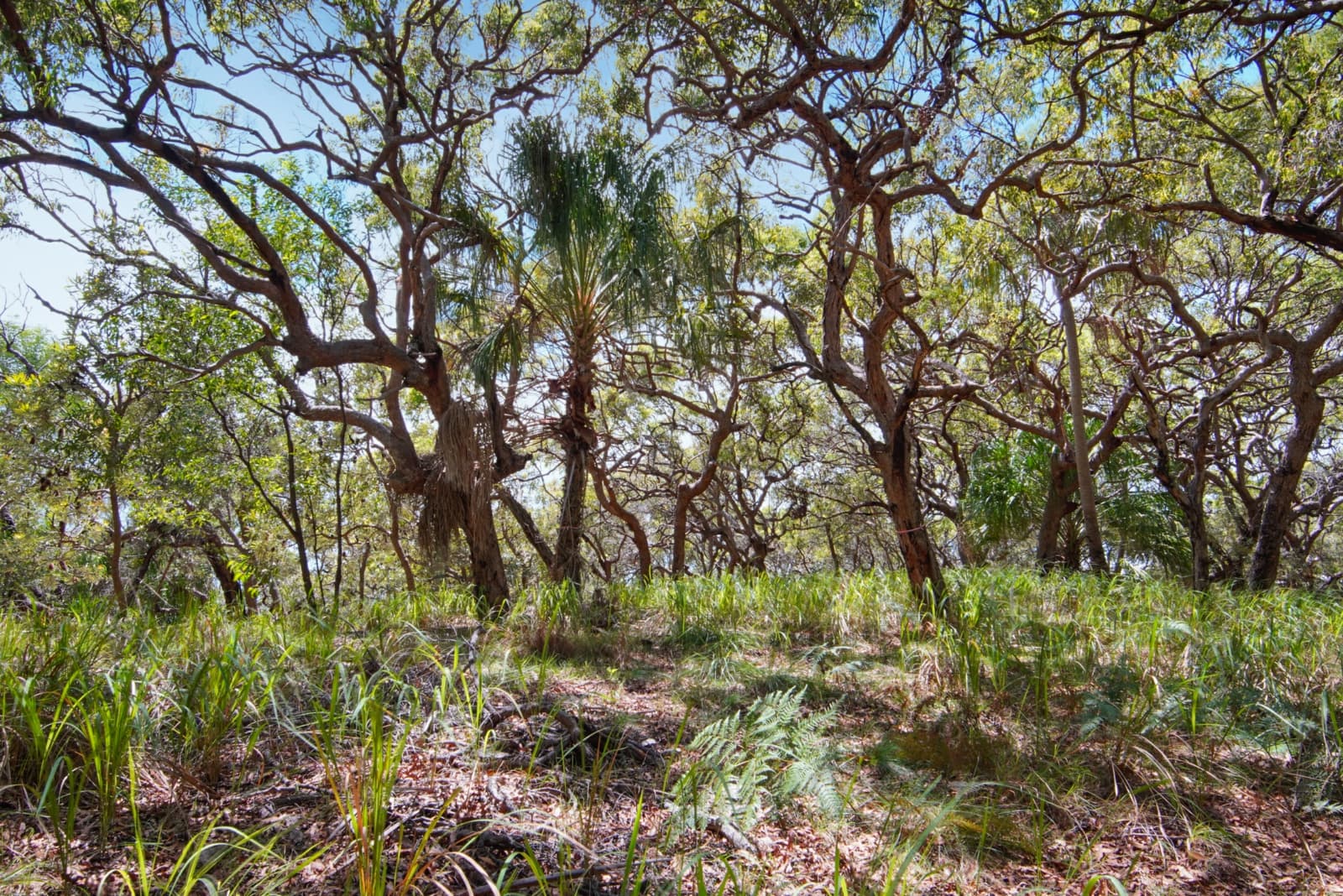 95 Bloodwood Avenue,Agnes Water, Agnes Water - Thumbnail 8