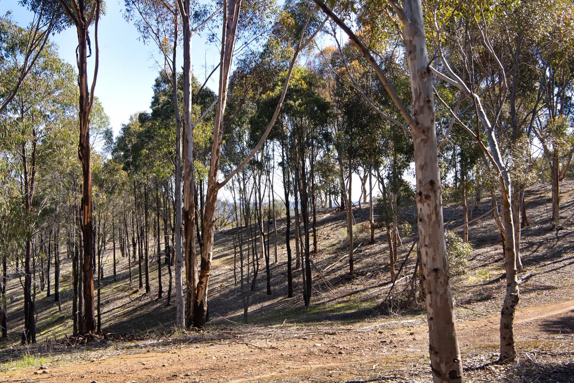 Lot 1, 128 Kennedys Lane, Faraday, VIC, Faraday - Thumbnail 8