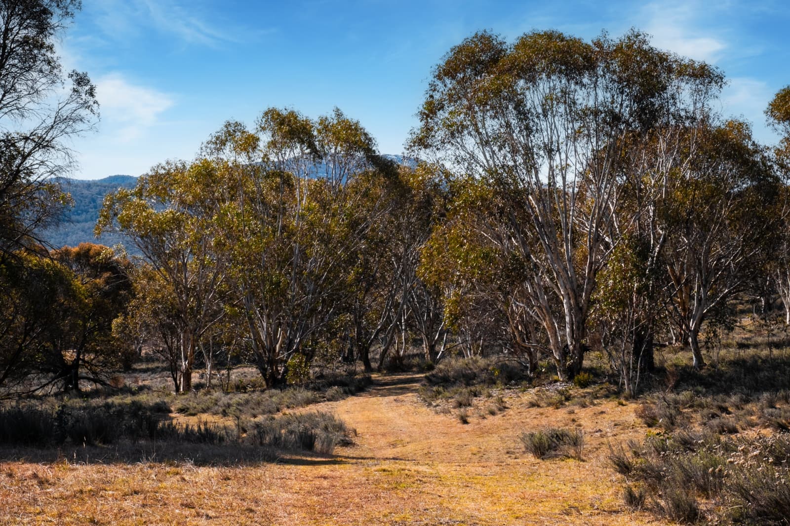42 Outpost Road,Yaouk, Yaouk - Thumbnail 6
