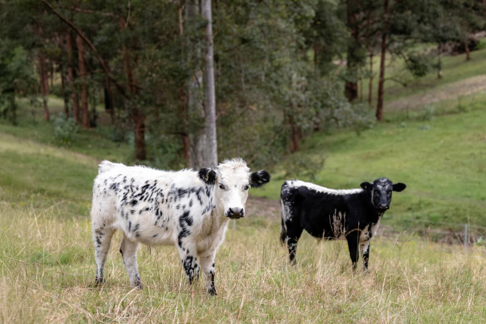 21 Kingfisher Drive,Wingham, Wingham - Thumbnail 4